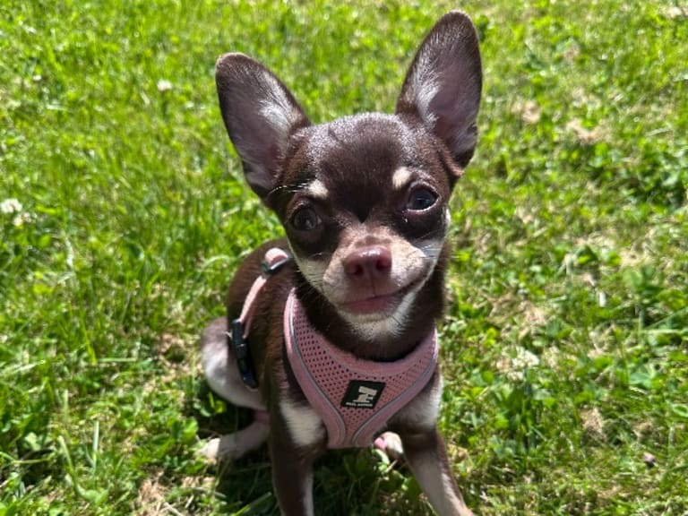 Chihuahua · Mölndal · My Little Chi