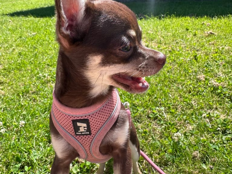 Chihuahua · Mölndal · My Little Chi