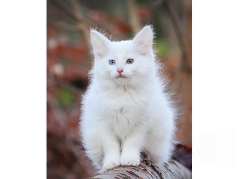Norsk skogkatt