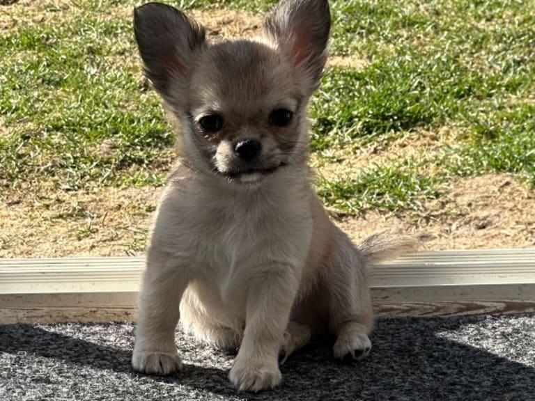 Chihuahua · Surahammar · Great Gloriou's