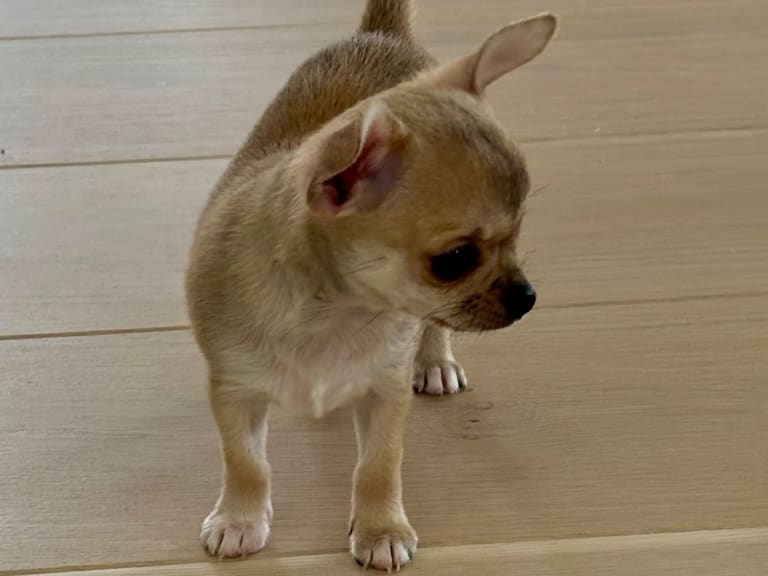Chihuahua