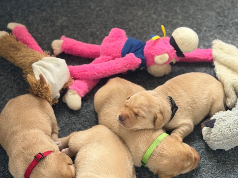 Labrador retriever · Enviken · Tyskgårdens