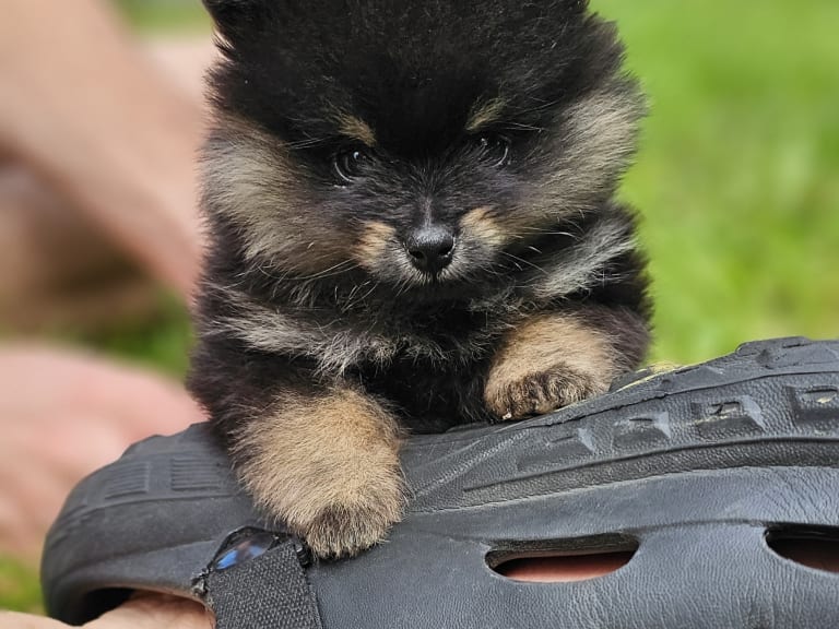 Pomeranian · Enköping · Pomsik Rakaaig