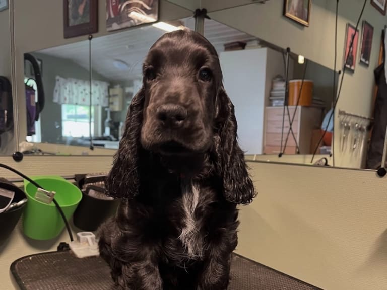 Cocker spaniel