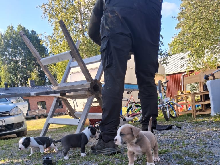 American bully x amstaff · Bjurholm · Leia R.