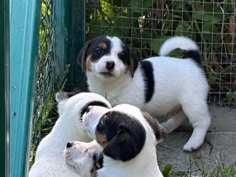 Jack russell terrier · Knivsta · Limelight Kennels