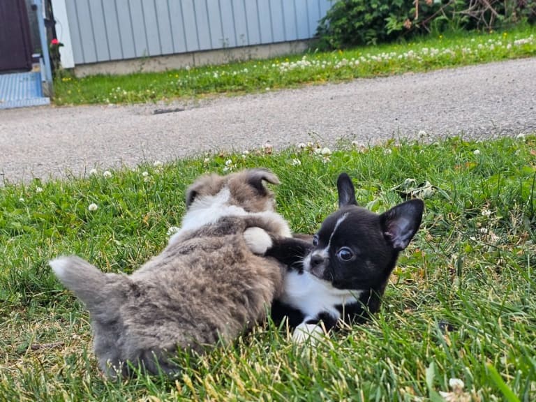 Chihuahua · Tärnsjö · Grankullaviks