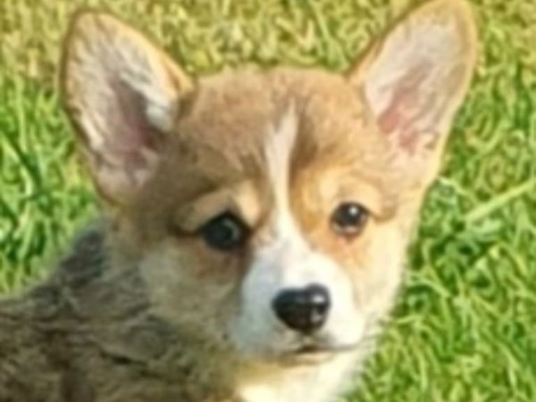 Welsh corgi pembroke · årjäng · Qashiwas