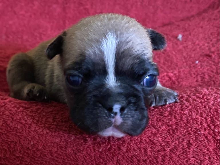 Fransk bulldog