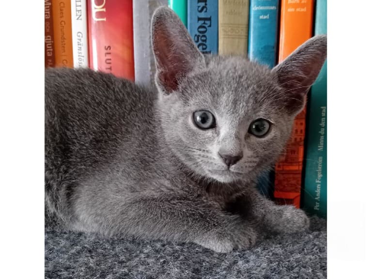 Russian Blue