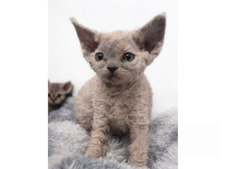 Devon Rex