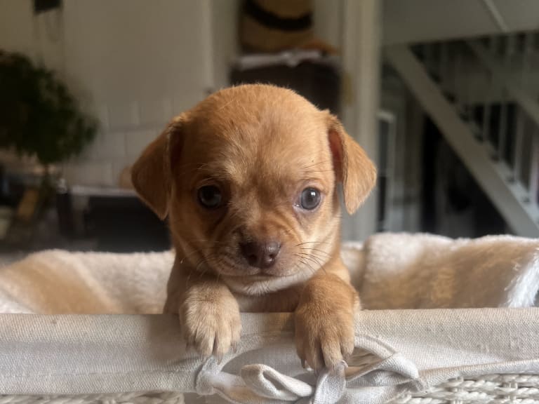 Chihuahua/Fransk bulldog · Vallda · Anna B.