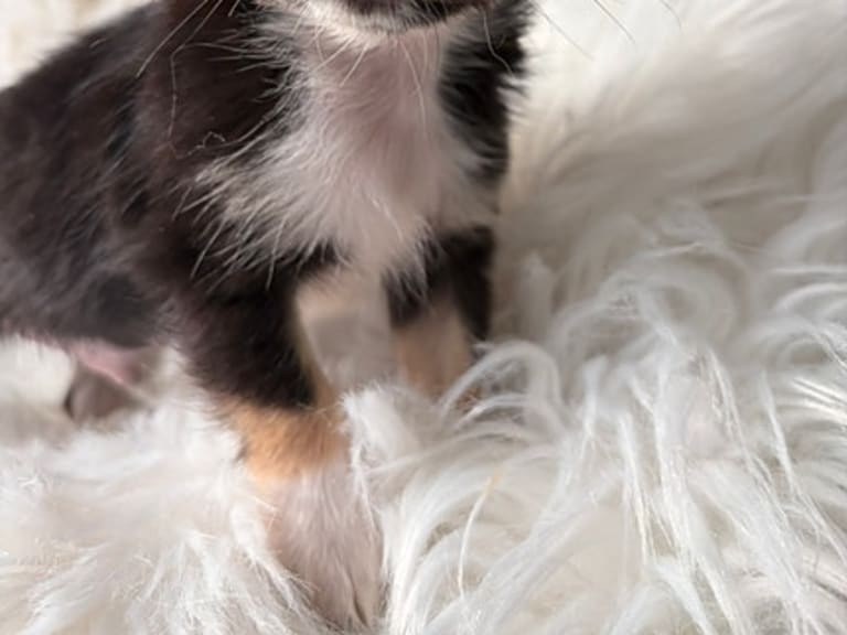 Chihuahua · Jonsvatnet · Sissel Bergdal