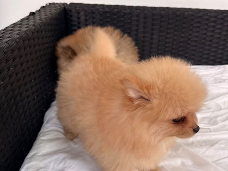 Pomeranian