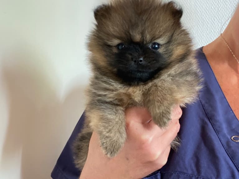 Pomeranian