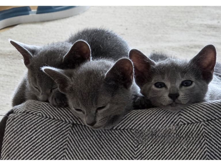 Russian Blue