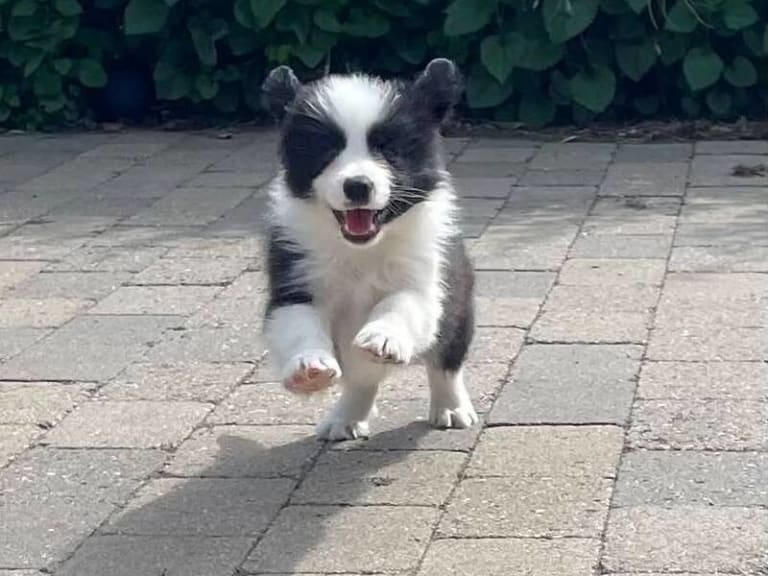 Border collie