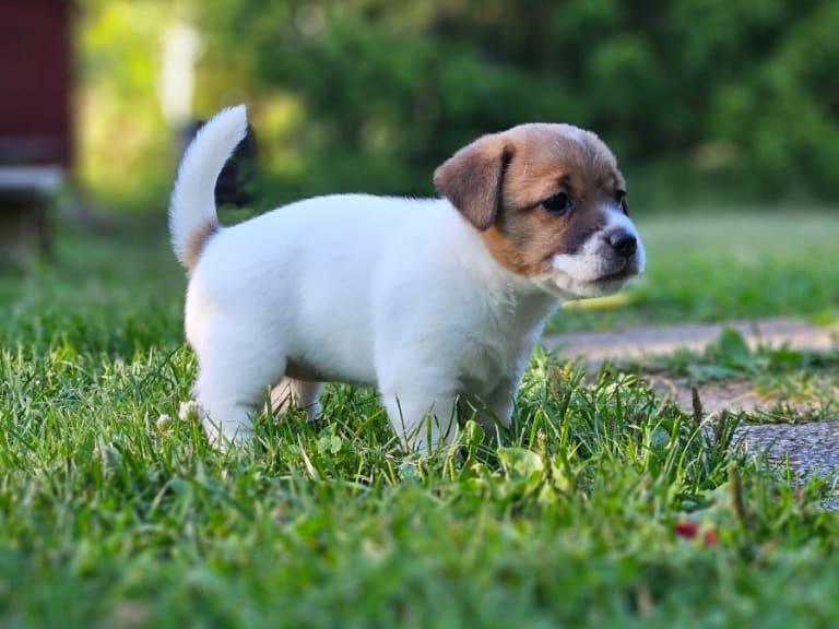 Jack russell terrier