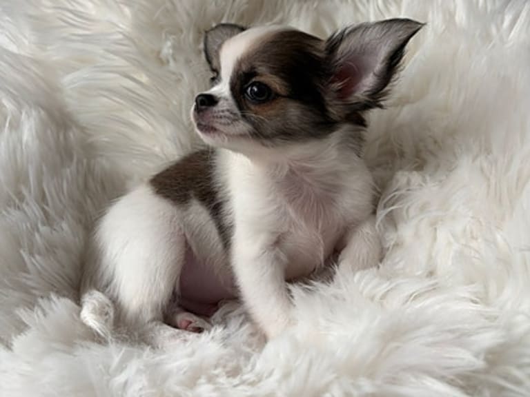 Chihuahua · Jonsvatnet · Sissel Bergdal
