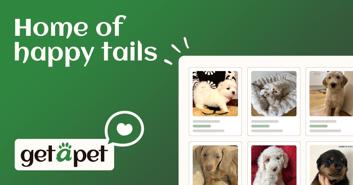 Yorkshire terrier til salgs | Get a Pet