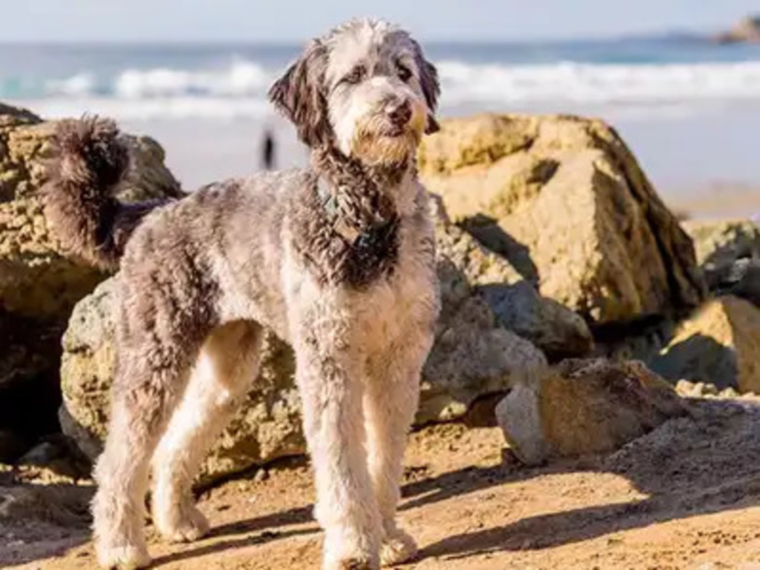 Aussiedoodle