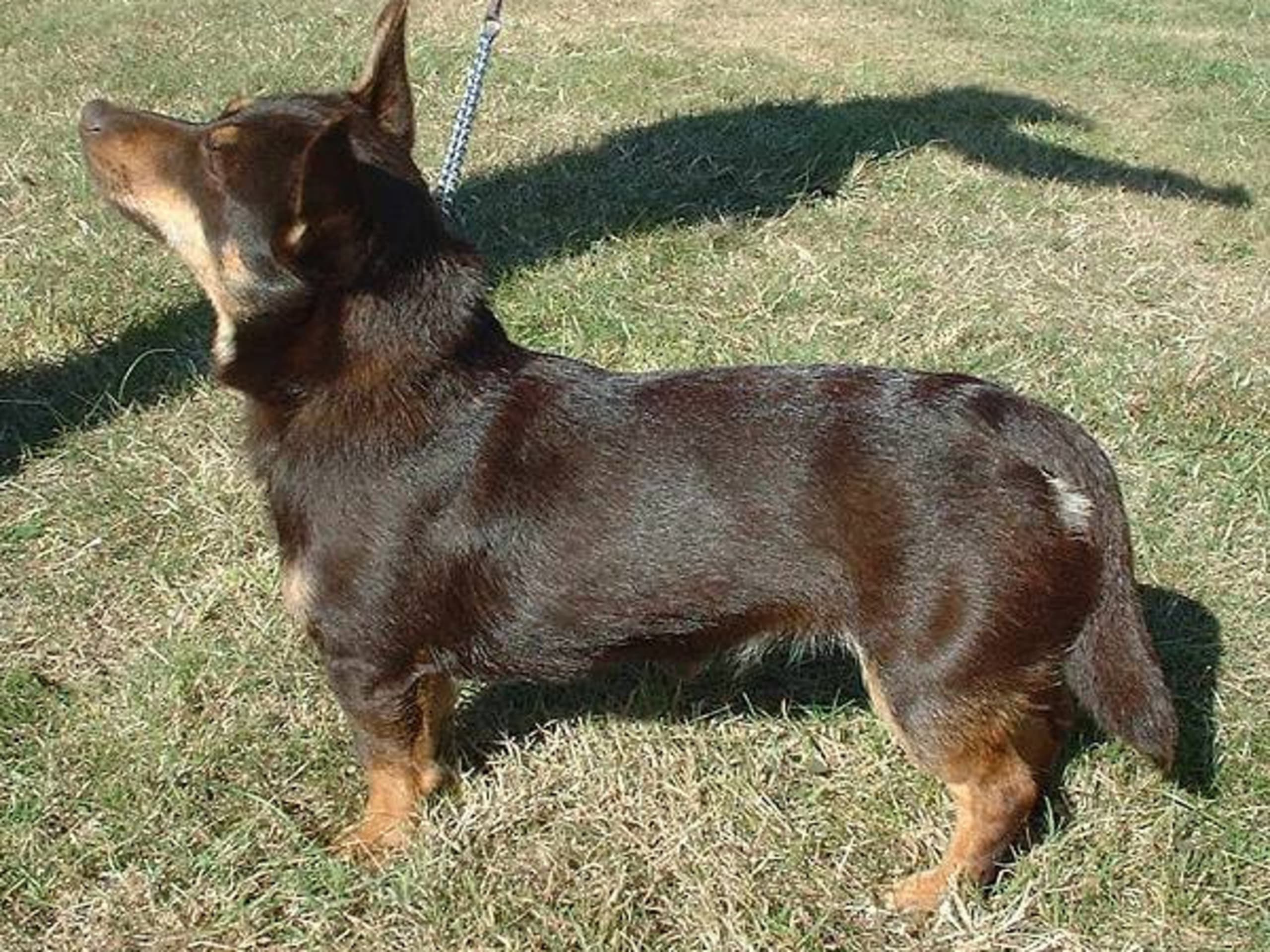 Lancashire heeler
