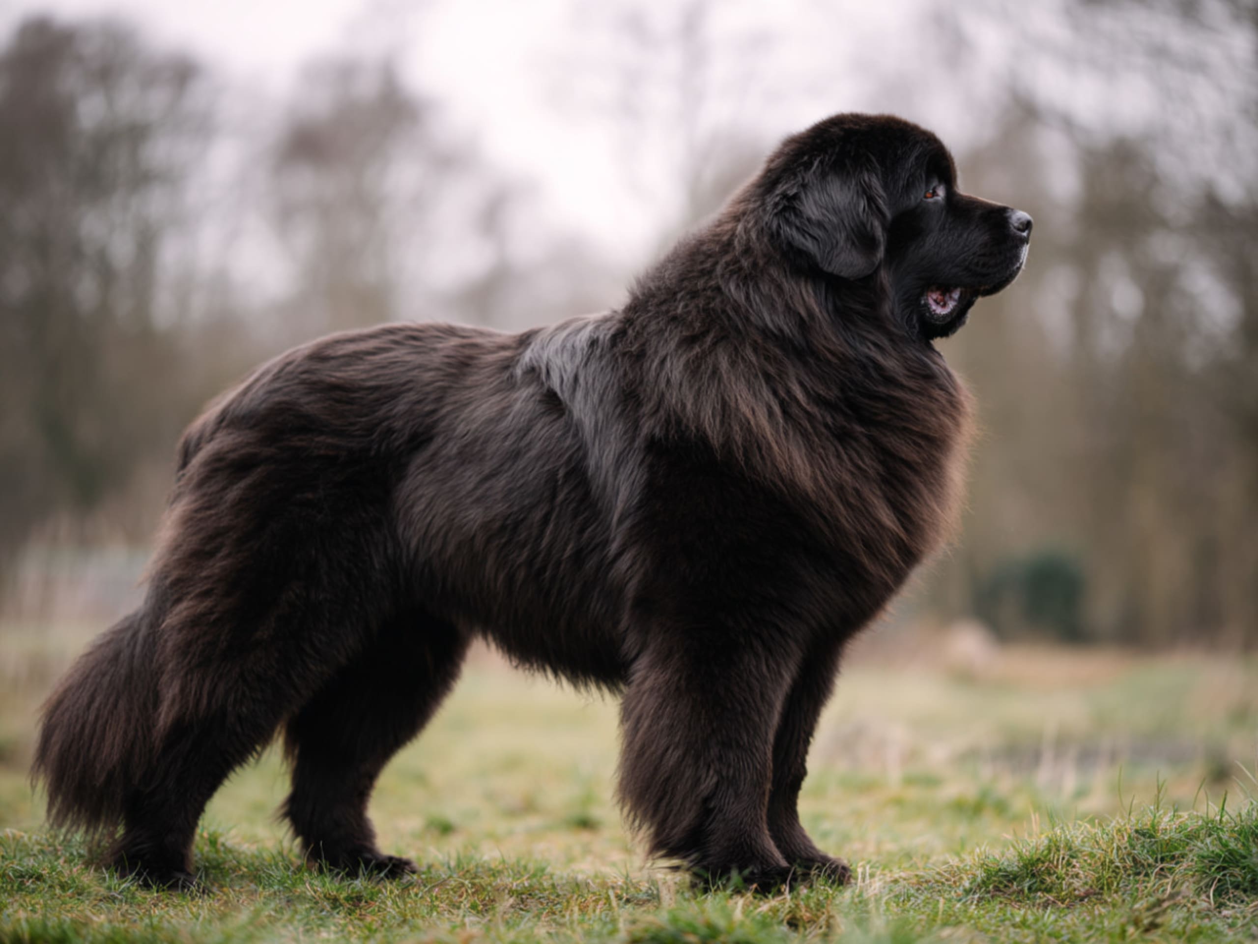 Newfoundlandshund