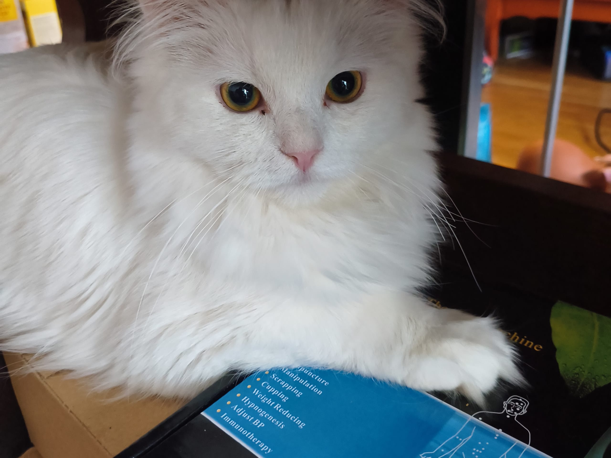 Blandras · Alingsås · Trixie A.