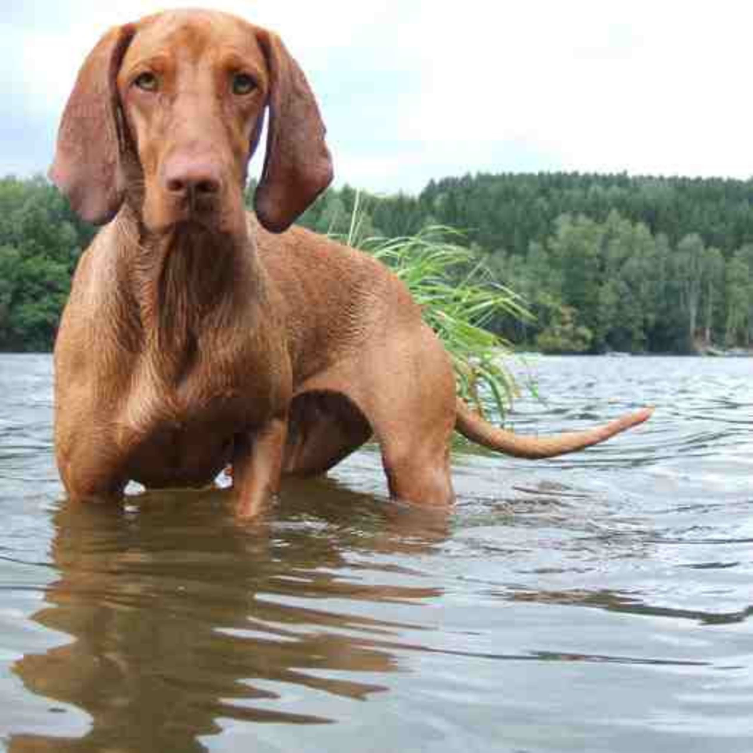 Ungarsk vizsla