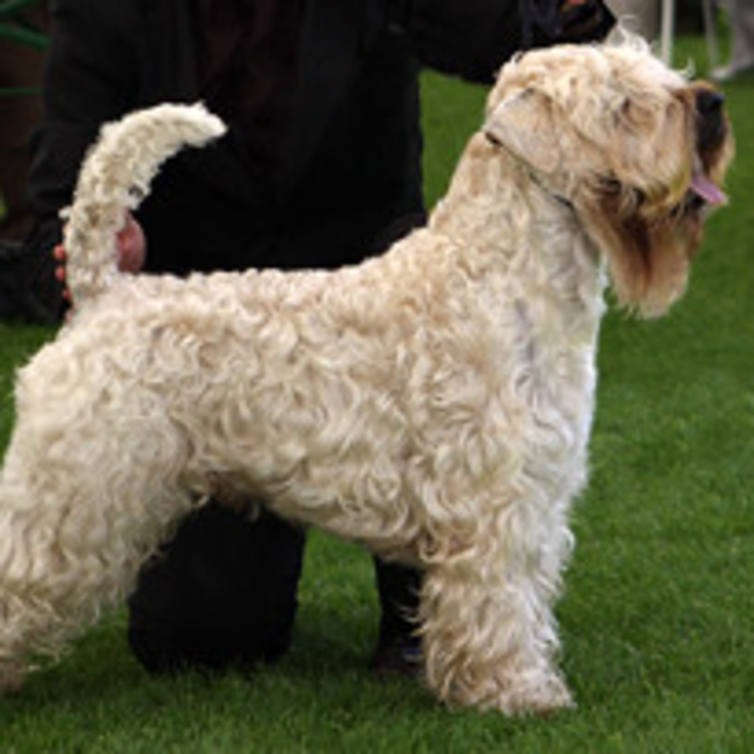 Irish softcoated wheaten terrier