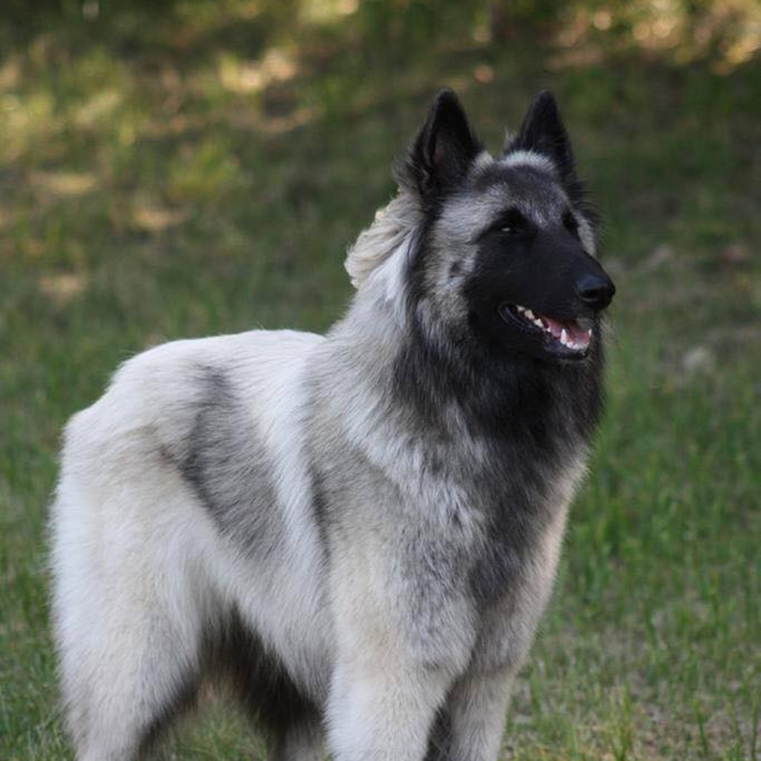 Belgisk fårehund, tervueren