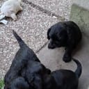 American Cocker Spaniel