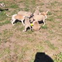 Whippet