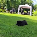 Chow chow