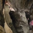Staffordshire bullterrier