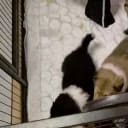 Collie