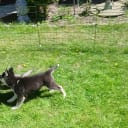 Siberian husky