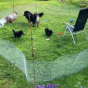 Finsk lapphund