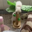 Sibirisk katt
