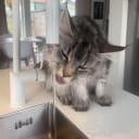 Maine Coon