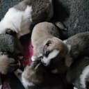 Isländska Fårhund