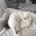 Maine Coon