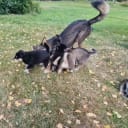 Alaska Husky 25%, Lapsk Vallhund 75%