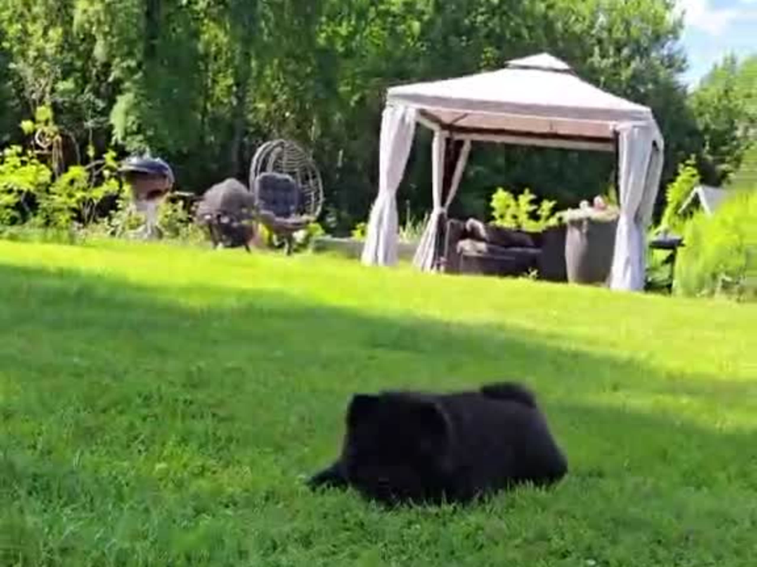 Chow Chow · Deje · Shinga's