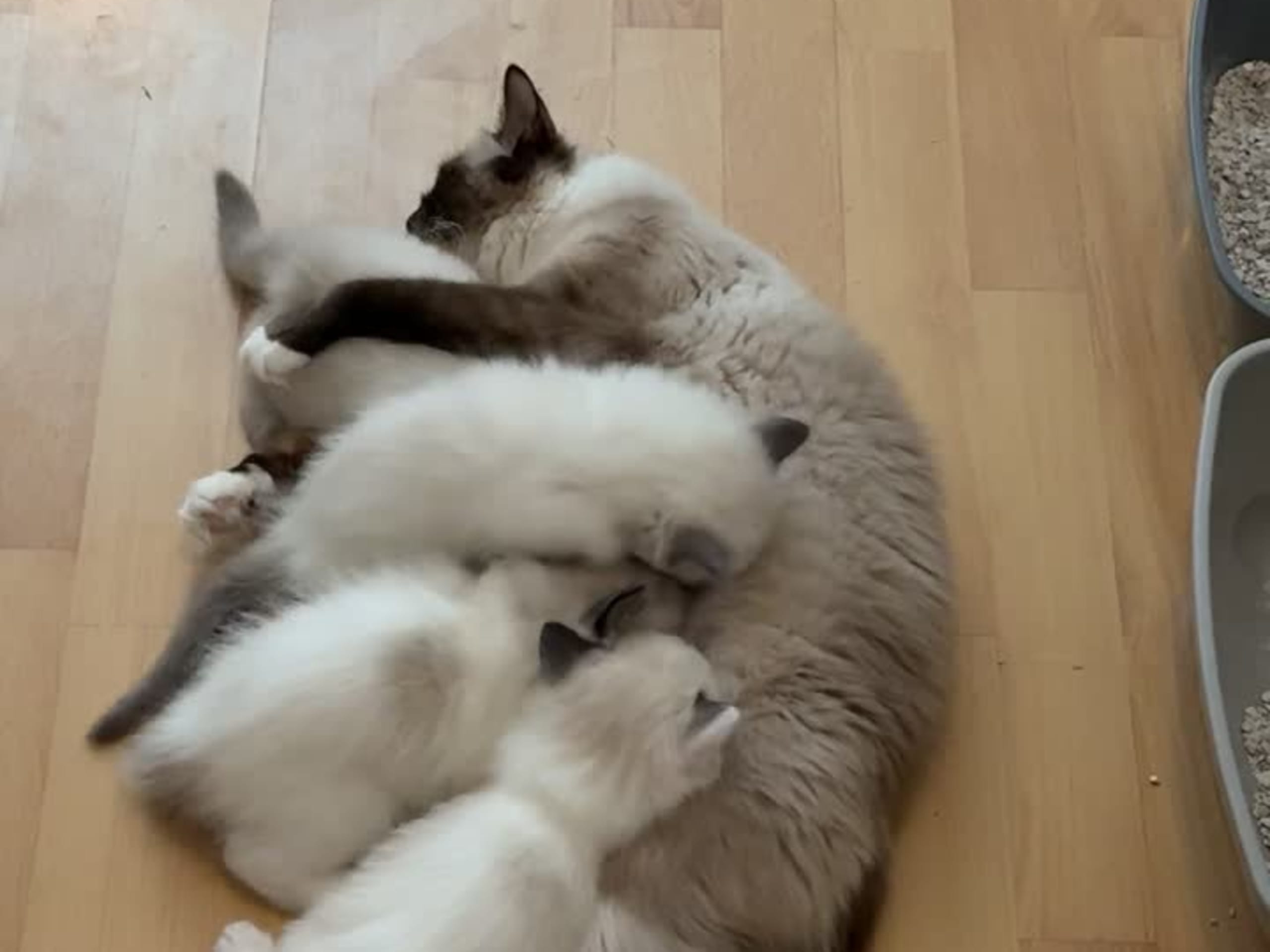 Ragdoll · Skellefteå · Johanna E.
