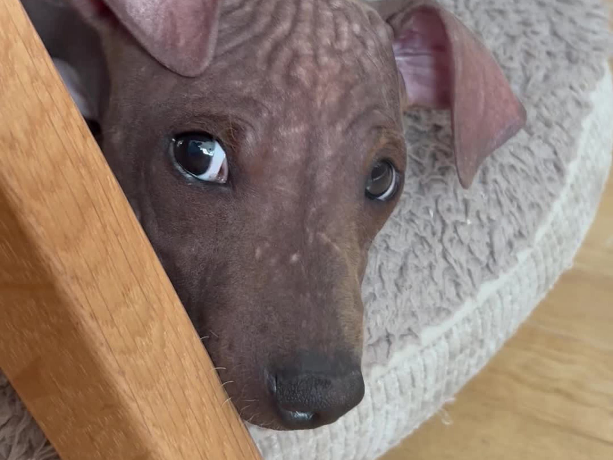 American hairless terrier · Mellerud · Ticket to win