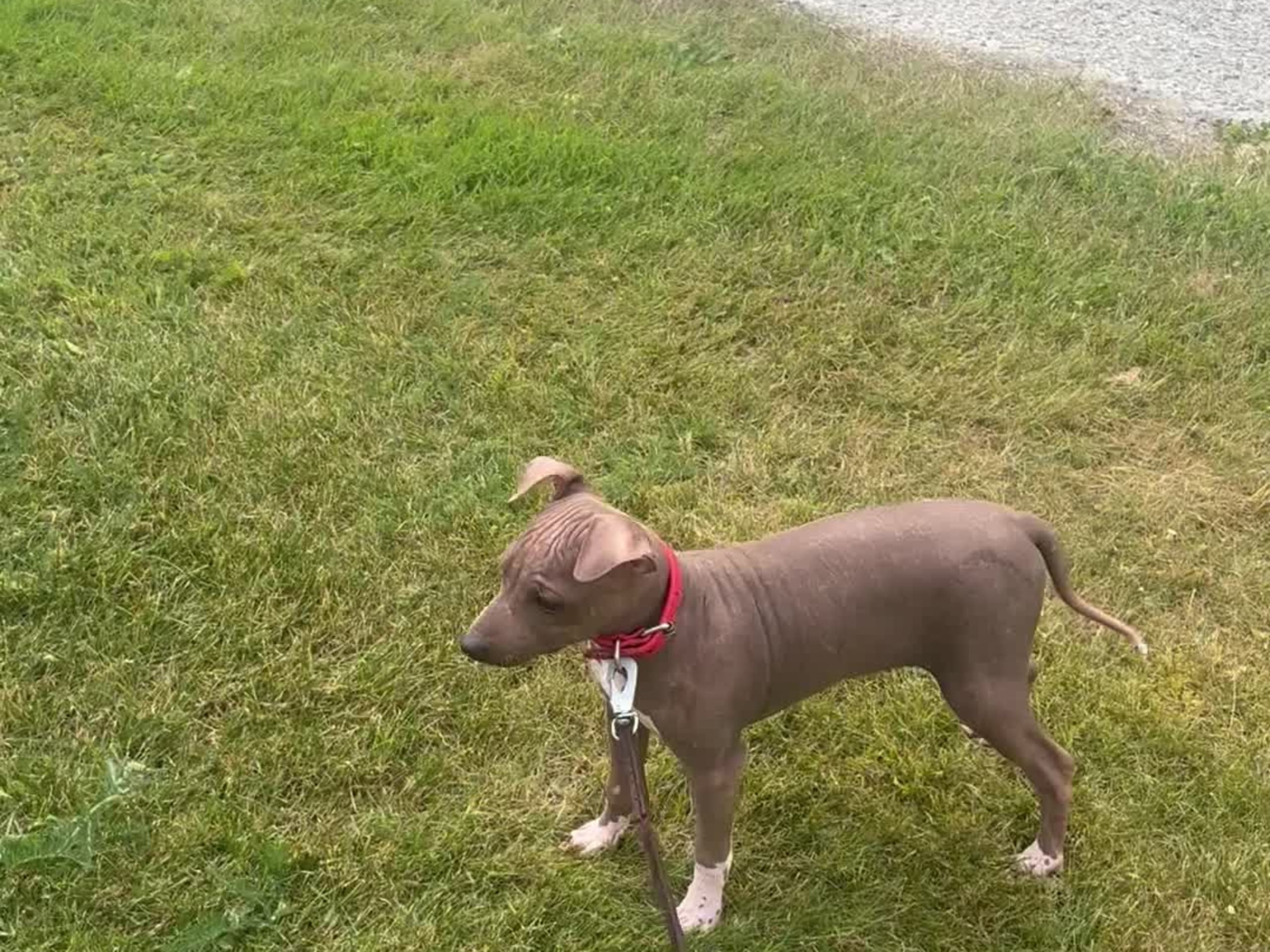 American hairless terrier · Mellerud · Ticket to win