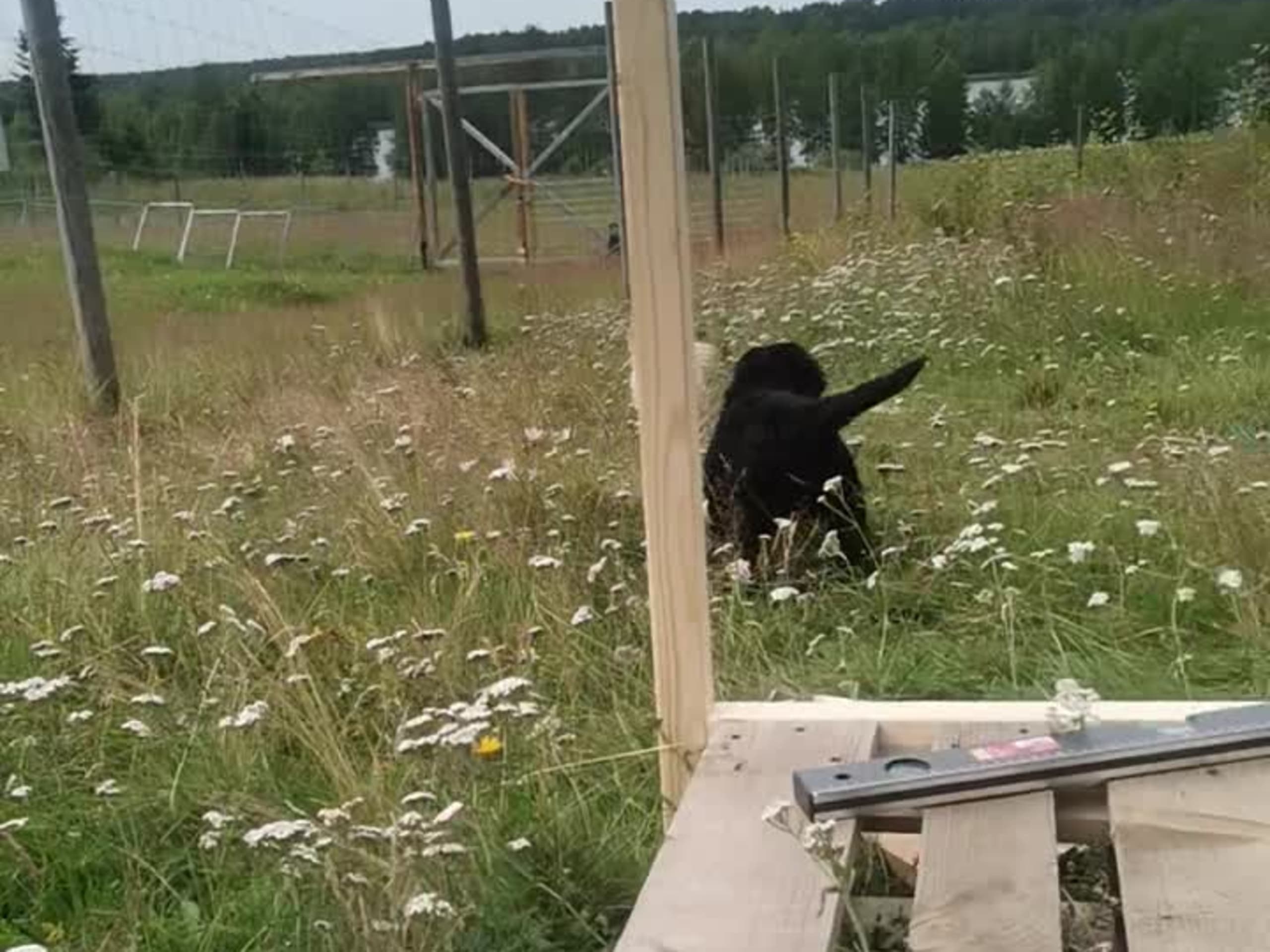 Bernerdoodle · Överkalix · Snabelsnutens Hus