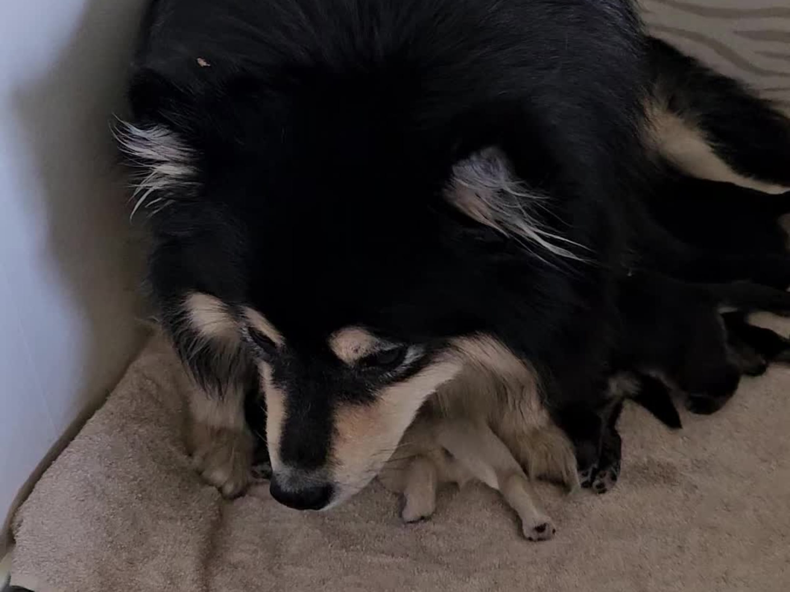 Finsk lapphund · Åby · Finsk lapphund - Angel´s Share