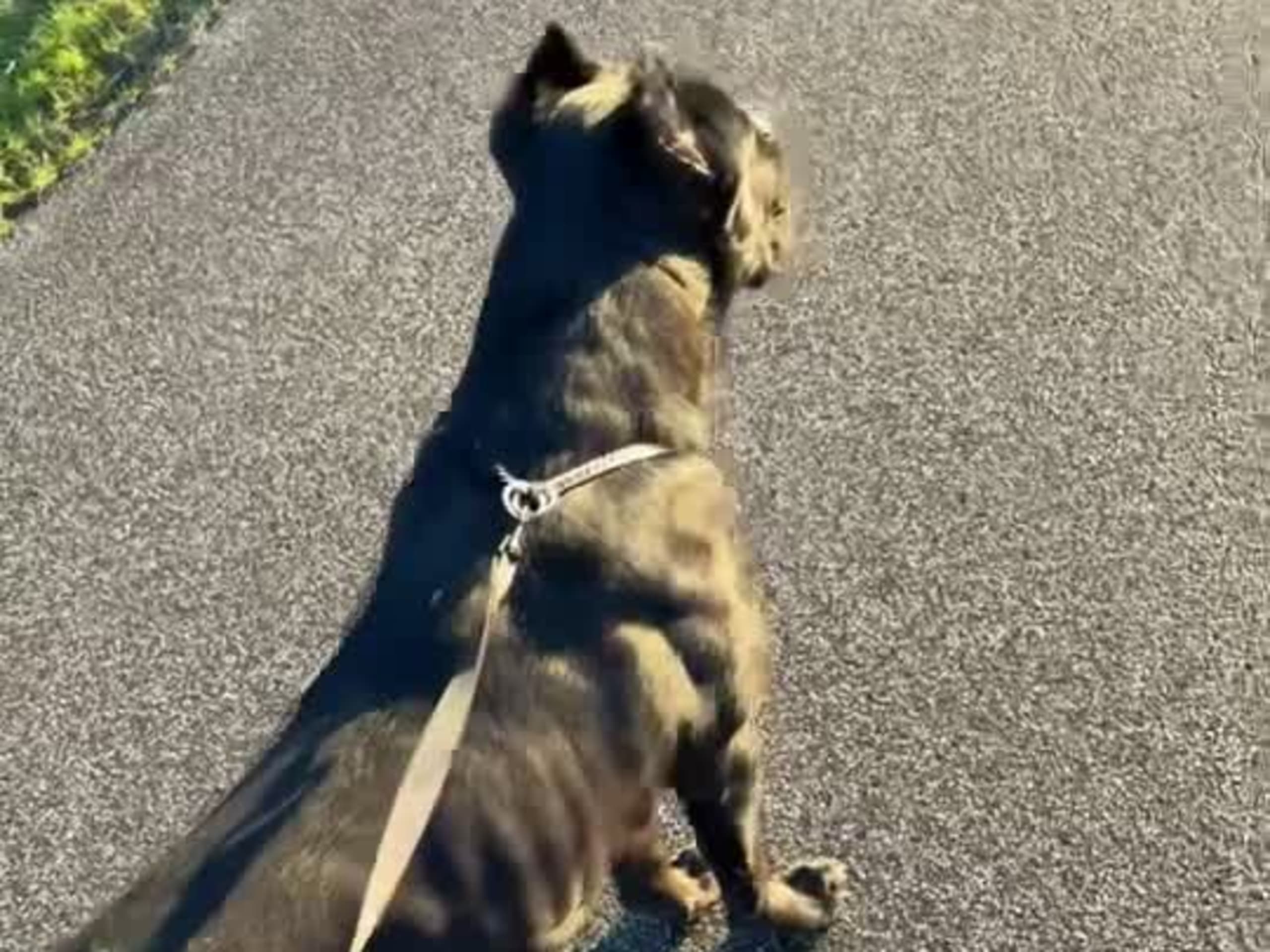 Cane corso · Aalborg · Kasper A.